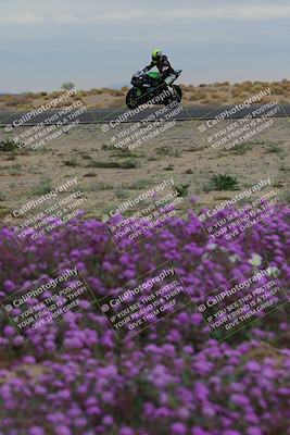 media/Jan-14-2023-SoCal Trackdays (Sat) [[497694156f]]/Turn 14 Exit Bloomig (145pm)/